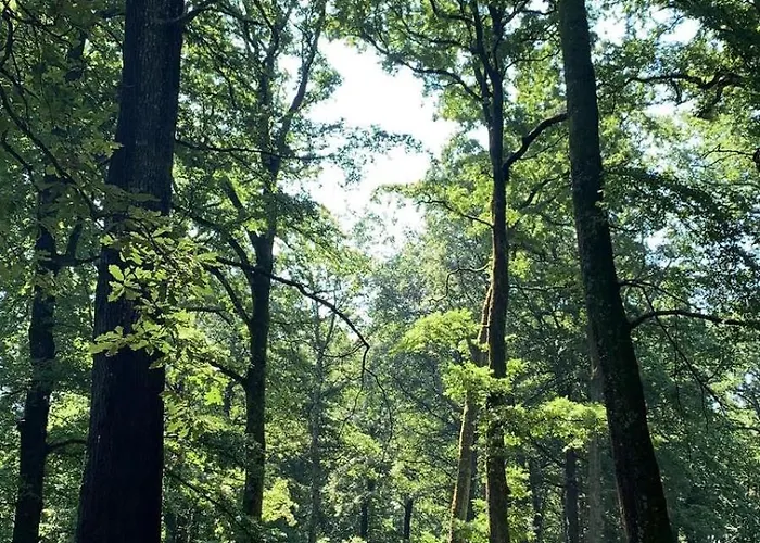 Scappo In Umbria, Casale Rusine Villa